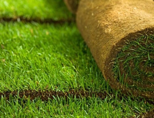 Sod Lawn Installation